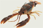 River2sea Dahlberg Clackin' Crayfish 130