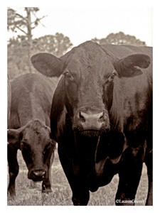 Fine Art Giclee Print - 'Black Cow'