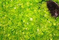 Transparent Lime Coarse Frit...Back in stock!