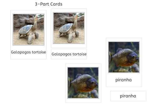 Animals of South America 3-Part Cards (PDF)