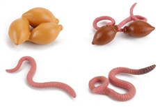 Life Cycle of a Worm
