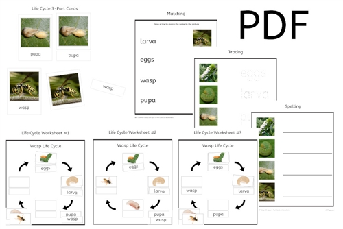 Wasp Life Cycle 3-Part Cards & Worksheets (PDF)