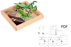 Life Cycle of a Mantis with Tray