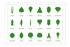 IFIT Montessori: Botany Cabinet Control Chart