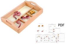 Life Cycle of a Worm with Sorting Tray