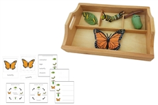 Monarch Butterfly Life Cycle with Sorting Tray