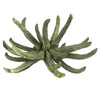 3-4" Frosted Green Spider Claws