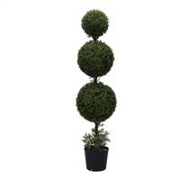 5' IFR Boxwood Triple Ball In Pot