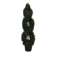 4' IFR Boxwood Double Spiral In Pot