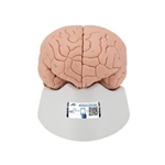 3B Scientific Introductory Human Brain Model, 2 Part - 3B Smart Anatomy