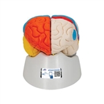 3B Scientific Human Neuro - Anatomical Brain Model, 8 Part - 3B Smart Anatomy