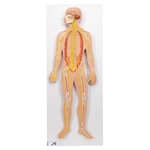 3B Scientific Human Nervous System Model, 1/2 Life - Size - 3B Smart Anatomy