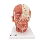 3B Scientific Head Musculature Model with Blood Vessels - 3B Smart Anatomy