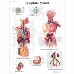 3B Scientific Lymphatic System Chart (Laminated)