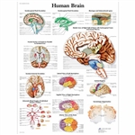3B Scientific Human Brain Chart (Laminated)