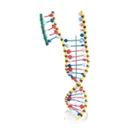 3B Scientific DNA Double Helix Model