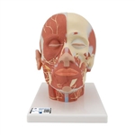 3B Scientific Head Musculature Model with Nerves - 3B Smart Anatomy
