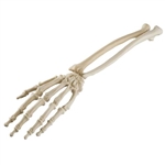 3B Scientific ORTHObones Standard Hand & Wrist