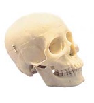 First Class Human Skull