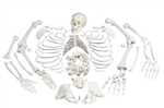 3B Scientific Disarticulated Human Skeleton Model, Complete with 3 Part Skull Smart Anatomy