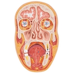 3B Scientific Median and Frontal Section of Human Head