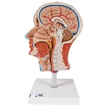 3B Scientific Half Head Model with Neck, Muscles, Blodd Vessels & Nerve Branches Smart Anatomy