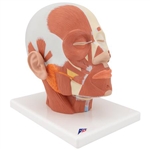 3B Scientific Head Musculature Model Smart Anatomy