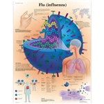 3B Scientific Flu (Influenza) Chart