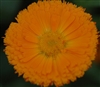 Calendula Nakayasu Orange