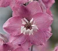 Delphinium M.F. Lilac Pink/WhB