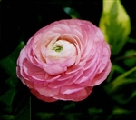 Ranunculus Friandine Dp Rose