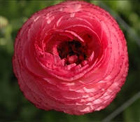 Ranunculus Friandine Pink Picotee