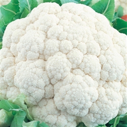 Cauliflower Snowball OP
