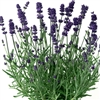 Lavender Scent Early Blue