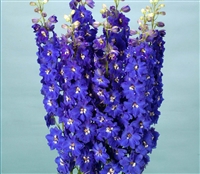 Delphinium Ariel Blue