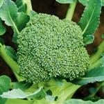 Broccoli Green Dwarf F1