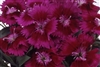 Dianthus Chiba Purple