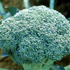 Broccoli Green King F1