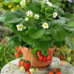 Strawberry Fragoo White