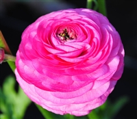 Ranunculus Elegance Dk Pink