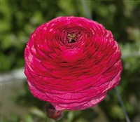 Ranunculus Elegance Hot Pink