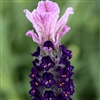 Lavender Castillano 2 Lilac