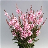 Gaura Emmeline Pink Bouquet