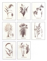 Notecards, Ornamental Grasses, The Grass Manual