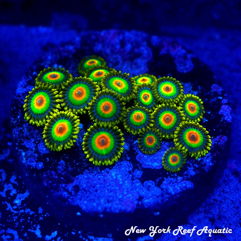Rasta Zoanthids
New York Reef Aquatic
NYRA
Zoanthids