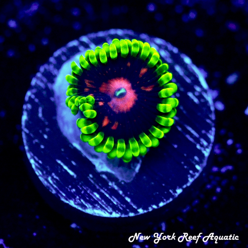 Scarlet Fever Zoanthids
New York Reef Aquatic
Zoanthids