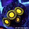 Sundrops Zoanthids
New York Reef Aquatic
Zoanthids