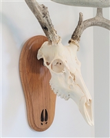Medium Oak Deer Track European Skull Mount Face Plate