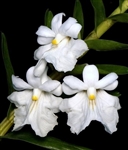Dendrobium jyrdii