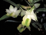 Dendrobium trinervium